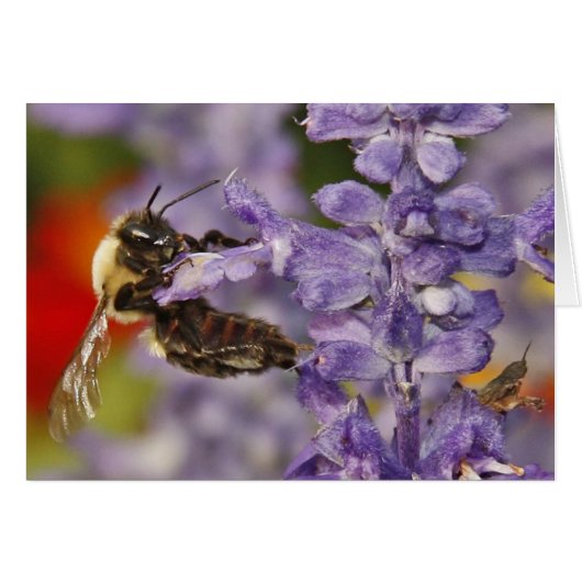 Acrobatic Bee Cards (Front Horizontal)