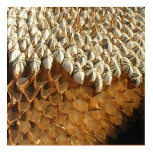 Acrylic Art - Dried Sunflower Head