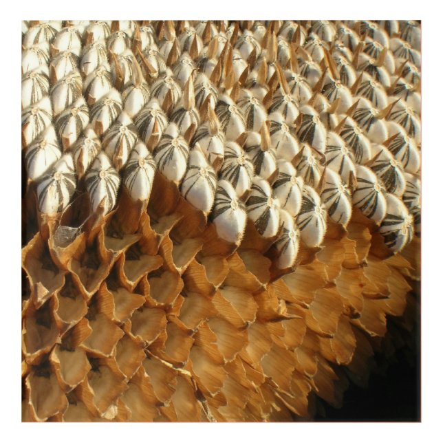 Acrylic Art - Dried Sunflower Head (Front)