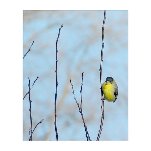 Acrylic Art - Perching Finch (Front)
