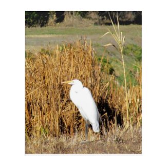 Acrylic Art - White Egret in Grass