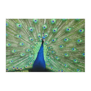 Acrylic Panel - Peacock Print