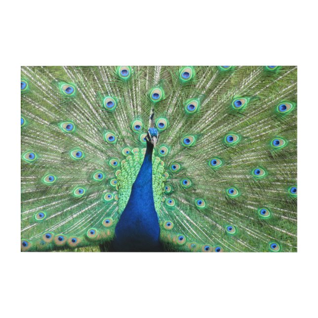 Acrylic Panel - Peacock Print (Front)