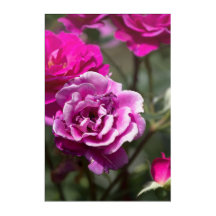 Acrylic Print Beautiful Roses Photography