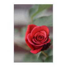 Acrylic Print Red Rose Elegance Photography