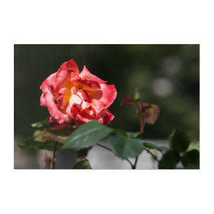 Acrylic Print The Withering Rose