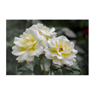 Acrylic Print White Roses Photography