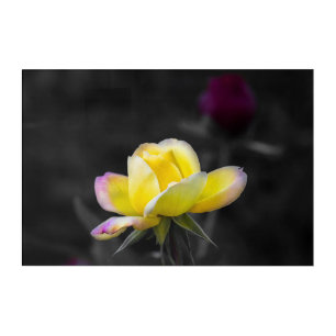 Acrylic Print Yellow Rose Photography
