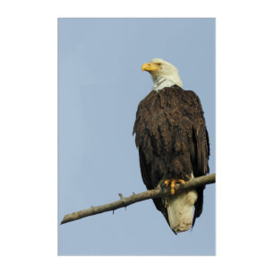 Acrylic Wall Art, 24" x 36" of eagle Print