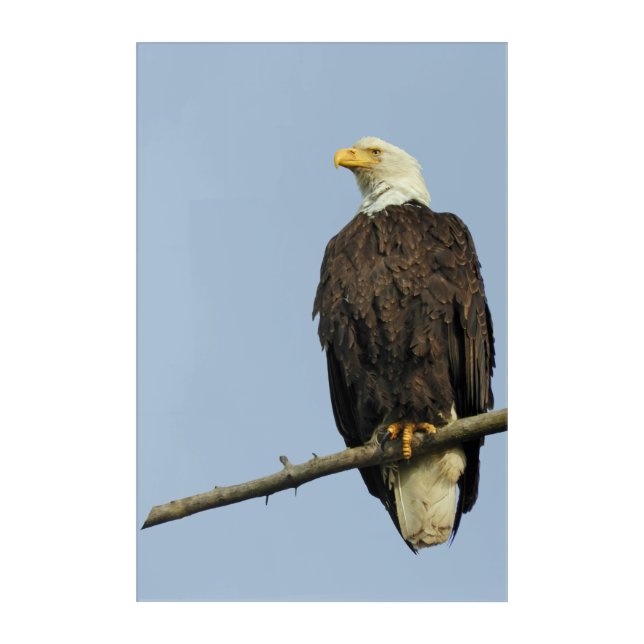 Acrylic Wall Art, 24" x 36" of eagle Print (Front)