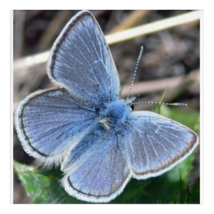 Acrylic wall Art Mission Blue Butterfly