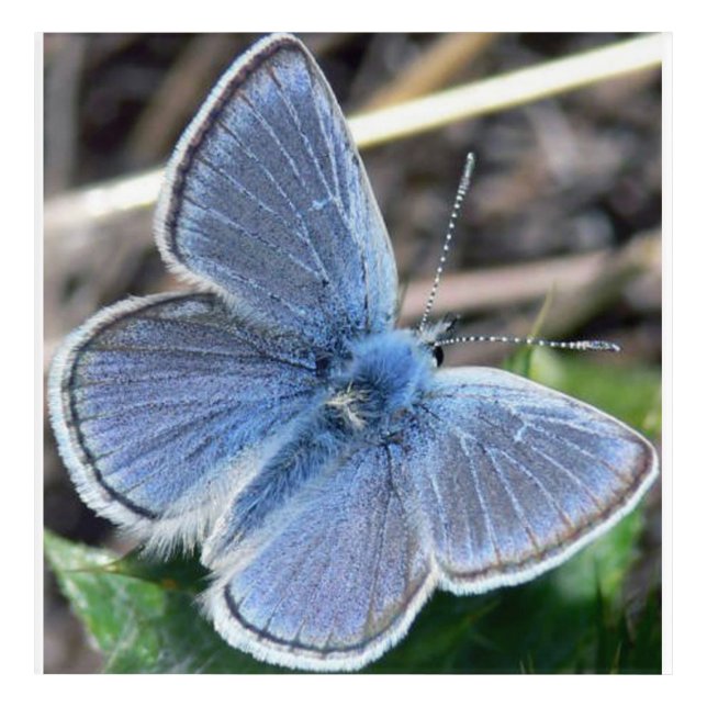 Acrylic wall Art Mission Blue Butterfly (Front)