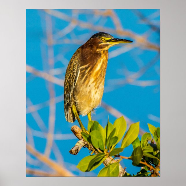 Act Natural 16 x 20 Poster (Front)