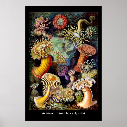 Actiniae by Ernst Haeckel Poster