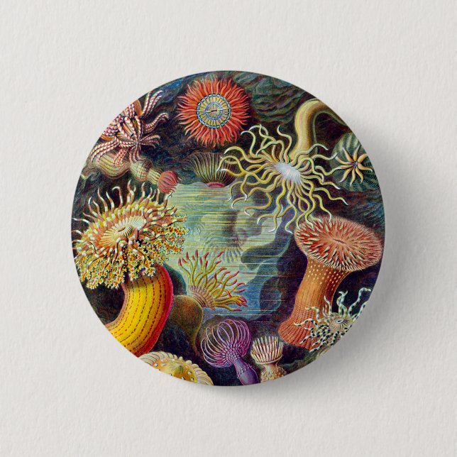 Actiniae illustration painting Germa Ernst Haeckel Button (Front)