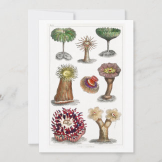 Actiniae vintage, science, ernst haeckel, biology invitation
