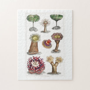 Actiniae vintage, science, ernst haeckel, biology jigsaw puzzle