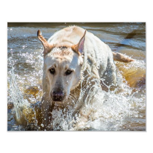Active Yellow Labrador Splashing Pet Photography Photo Print