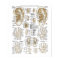 Acupuncture Microsystem Points Poster