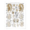 Acupuncture Microsystem Points Poster