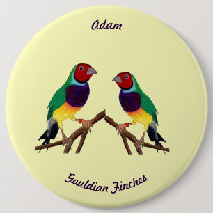 ADAM ~ Gouldian Finch ~ Personalized ~ Button