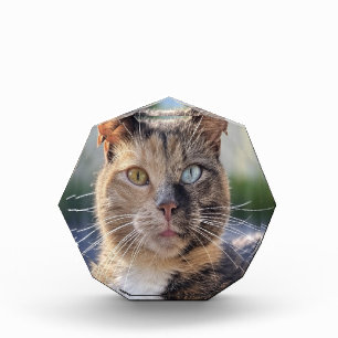 Add Cat Photo Customize Acrylic Award