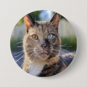 Add Cat Photo Customize Button