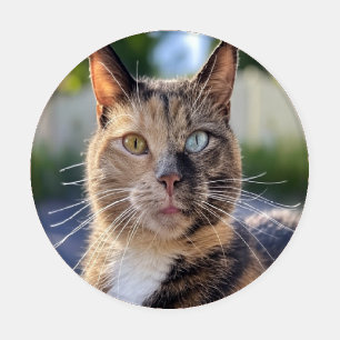 Add Cat Photo Customize Coaster Set