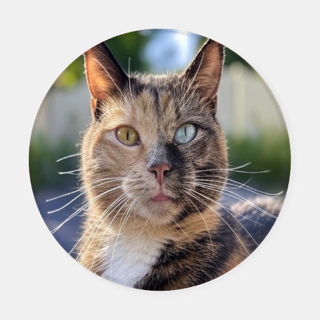 Add Cat Photo Customize Coaster Set (Single)