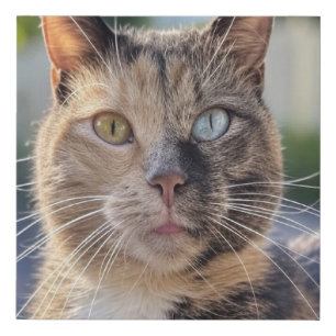 Add Cat Photo Customize Faux Canvas Print
