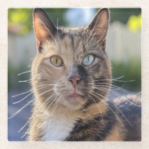 Add Cat Photo Customize Glass Coaster
