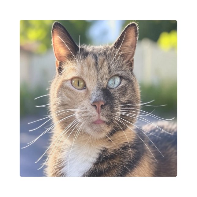 Add Cat Photo Customize Metal Print (Front)