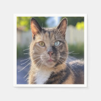 Add Cat Photo Customize