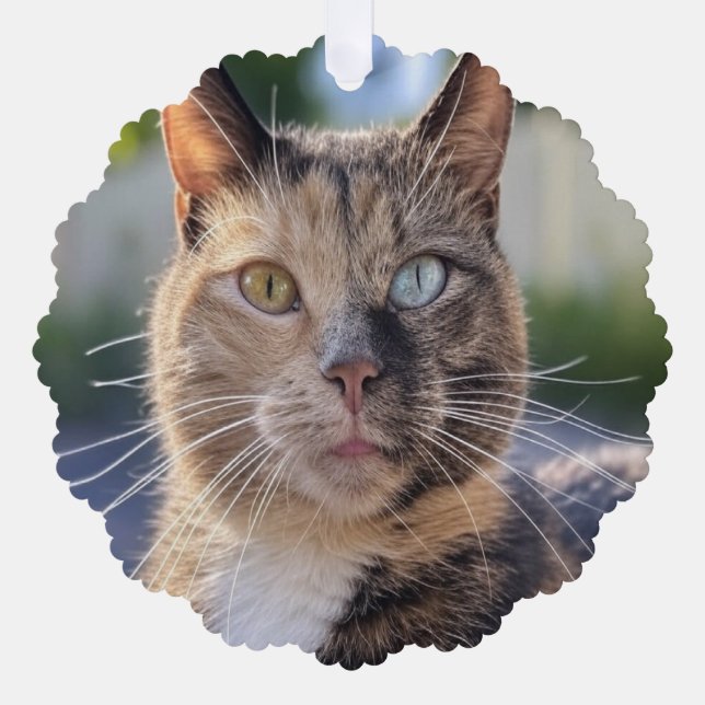 Add Cat Photo Customize Ornament Card (Front)