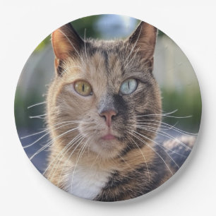 Add Cat Photo Customize Paper Plates