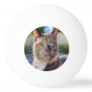 Add Cat Photo Customize Ping Pong Ball