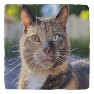 Add Cat Photo Customize Trivet