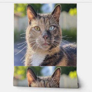 Add Cat Photo Customize Wallpaper