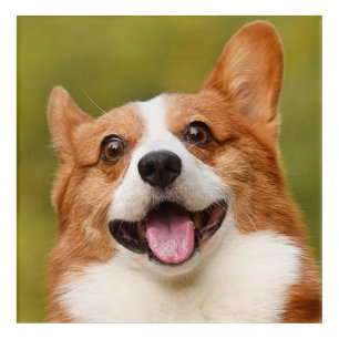 Add Dog Photo Personalized Customized Acrylic Print