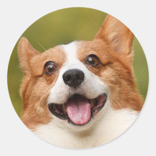 Add Dog Photo Personalized Customized Classic Round Sticker