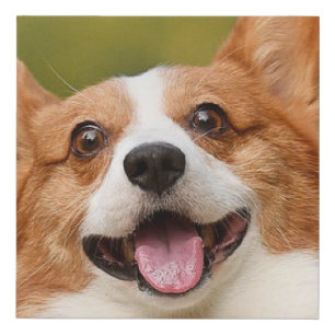 Add Dog Photo Personalized Customized Faux Canvas Print