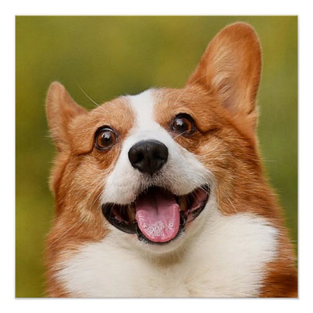 Add Dog Photo Personalized Customized Poster (Front)