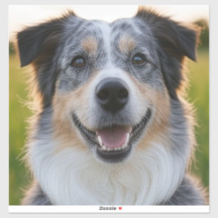 Add Pet Photo Customize Sticker