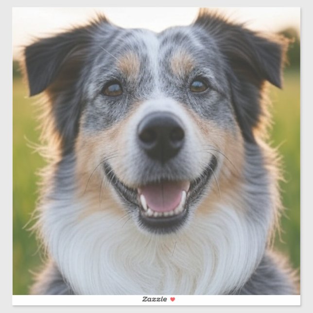 Add Pet Photo Customize Sticker (Sheet)