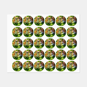 Add Pet Photo Personalize Customize Labels