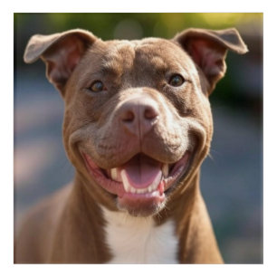 Add Pit Bull Photo Customize Acrylic Print