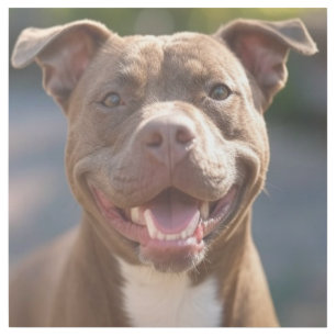 Add Pit Bull Photo Customize Gallery Wrap