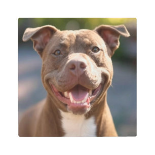 Add Pit Bull Photo Customize Metal Print