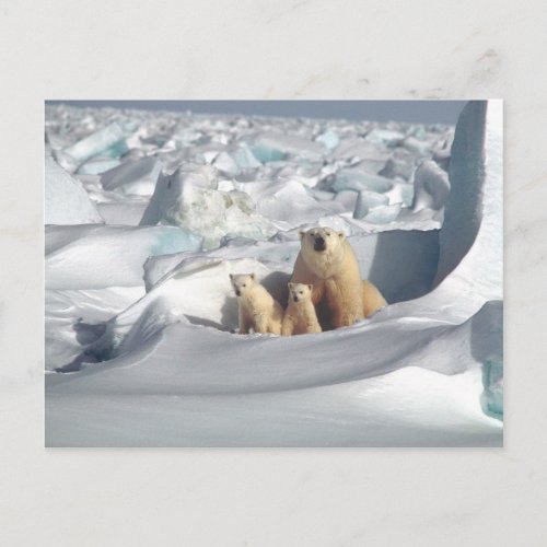 Add SLOGAN to Save Arctic Polar Bears Planet Ice Postcard