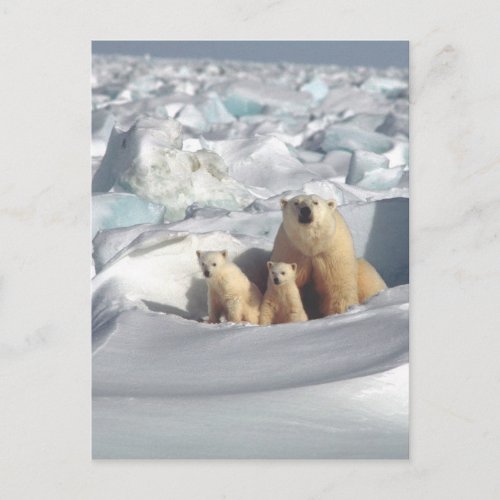 Add SLOGAN to Save Arctic Polar Bears Planet Ice Postcard
